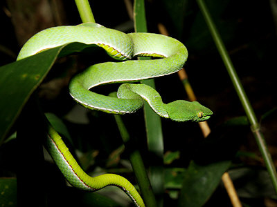 White-lipped Pit Viper coloring #10, Download drawings