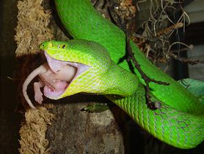 White-lipped Pit Viper coloring #12, Download drawings