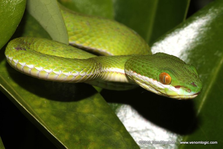 White-lipped Pit Viper svg #1, Download drawings