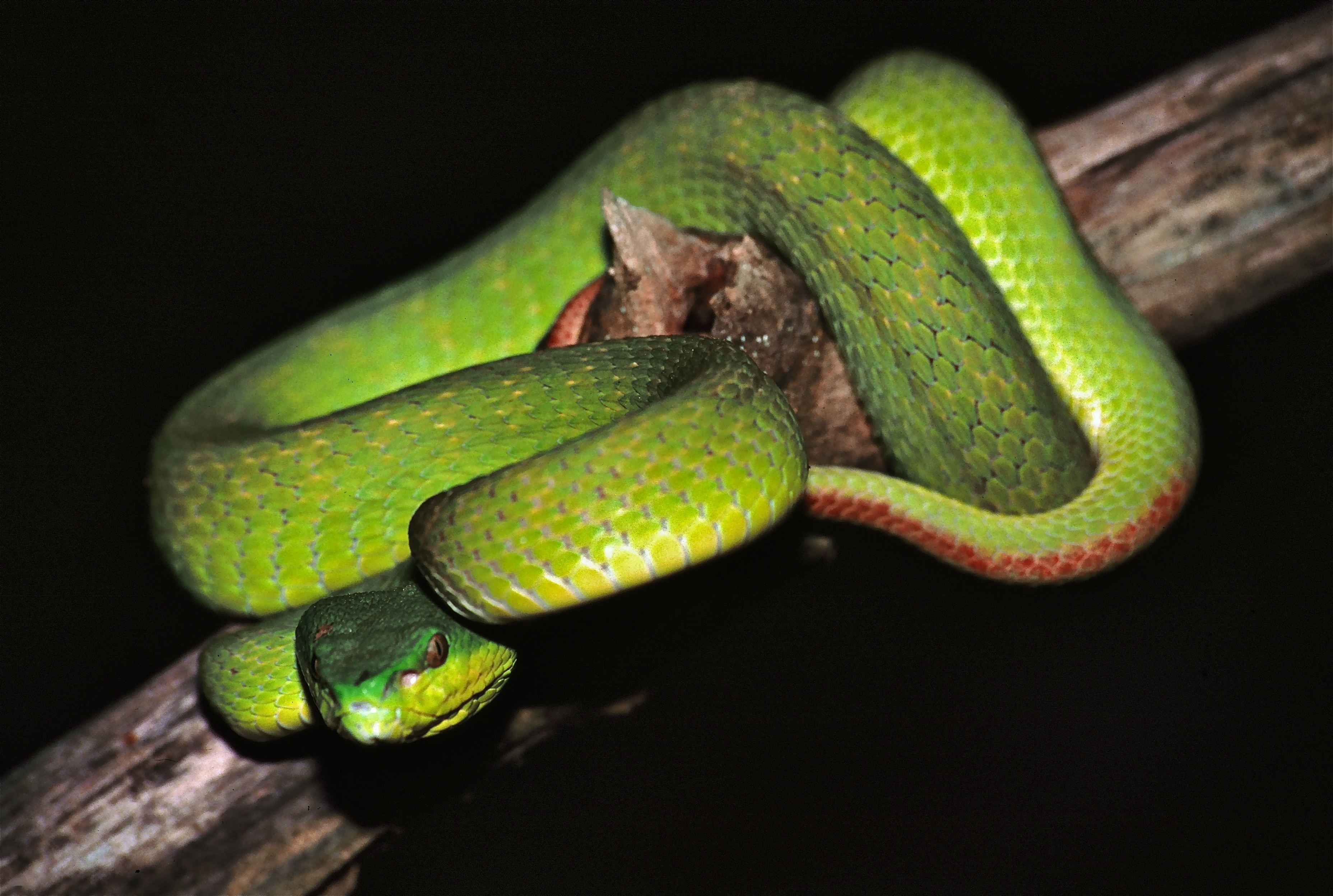 White-lipped Pit Viper svg #20, Download drawings