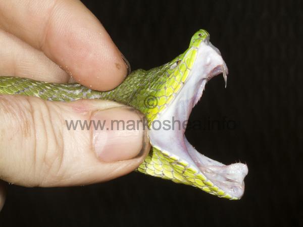 White-lipped Pit Viper svg #14, Download drawings