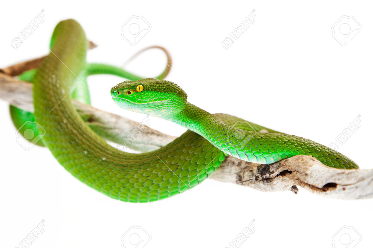 White-lipped Pit Viper svg #8, Download drawings