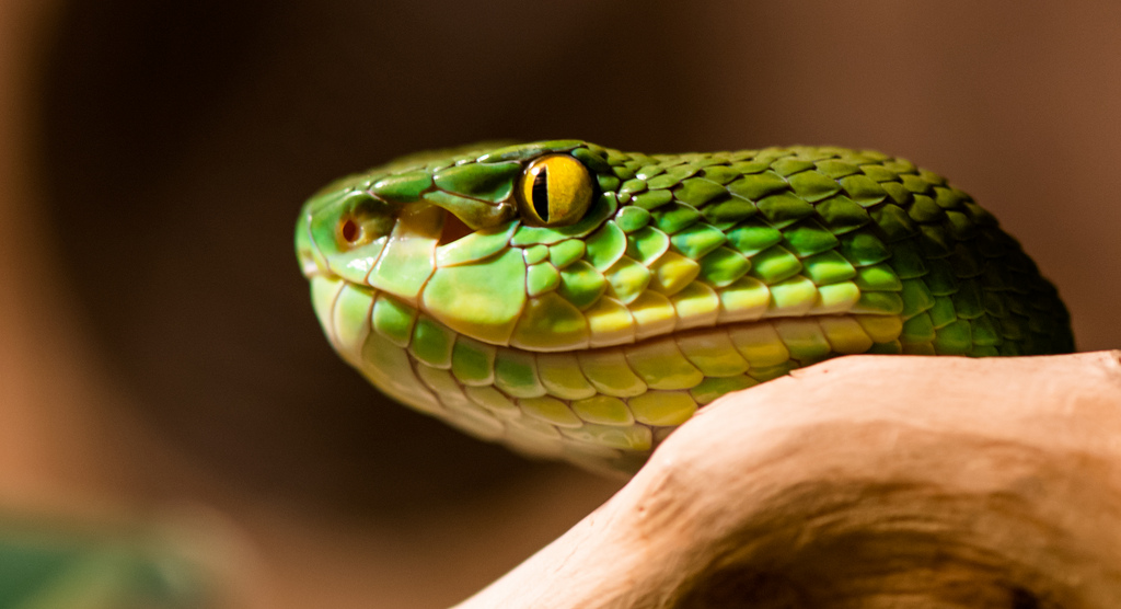 White-lipped Pit Viper svg #13, Download drawings