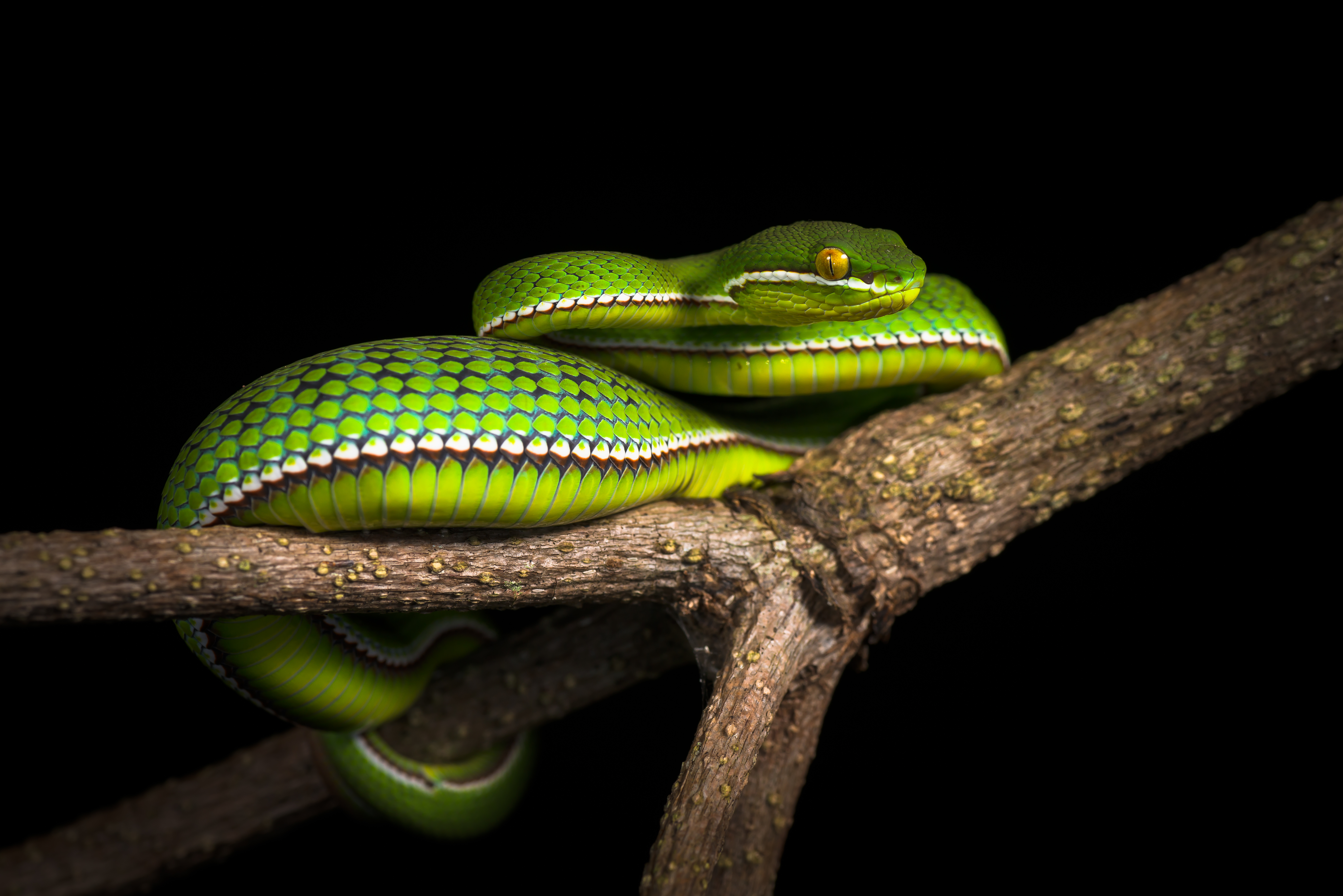 White-lipped Pit Viper svg #19, Download drawings