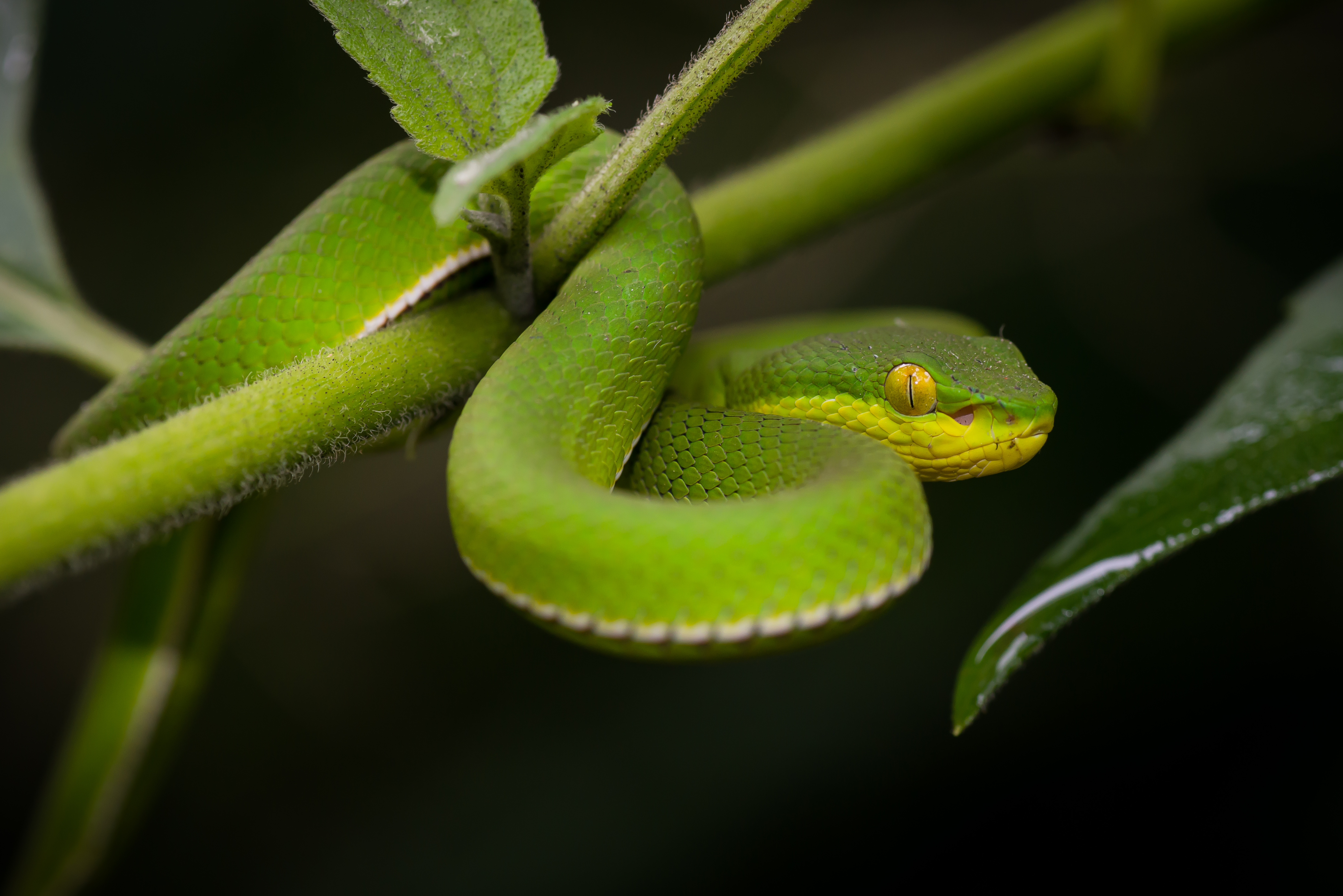 White-lipped Pit Viper svg #18, Download drawings