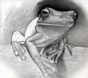White-lipped Tree Frog coloring #9, Download drawings