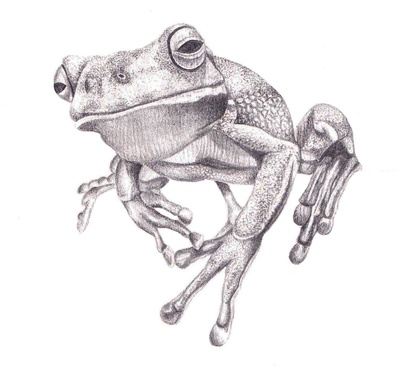 White-lipped Tree Frog coloring #6, Download drawings