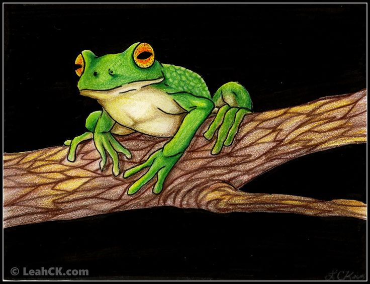 White-lipped Tree Frog coloring #8, Download drawings