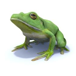 White-lipped Tree Frog svg #13, Download drawings