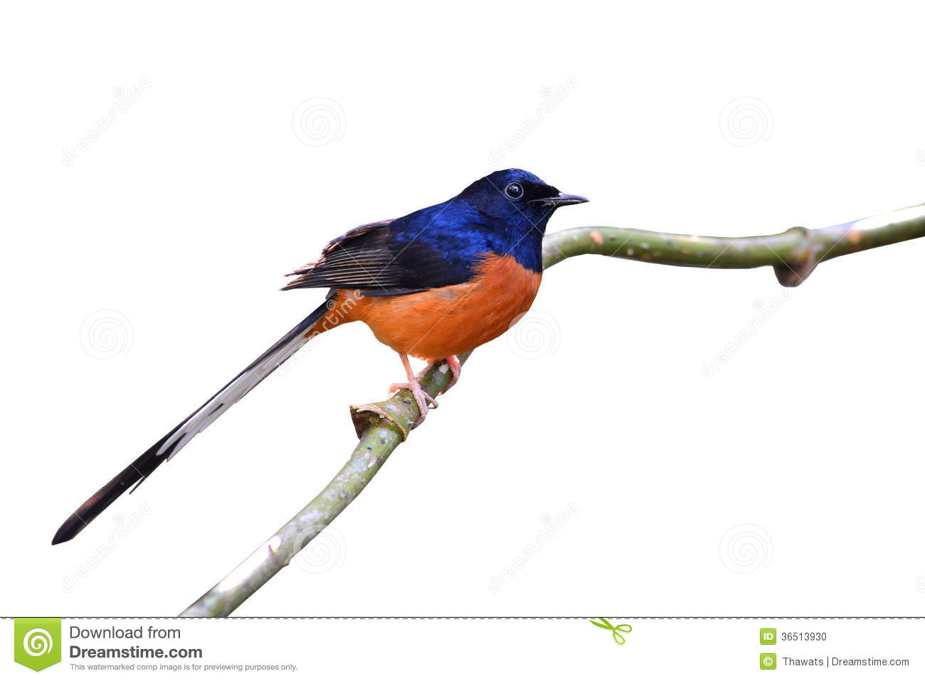 White-rumped Shama clipart #1, Download drawings