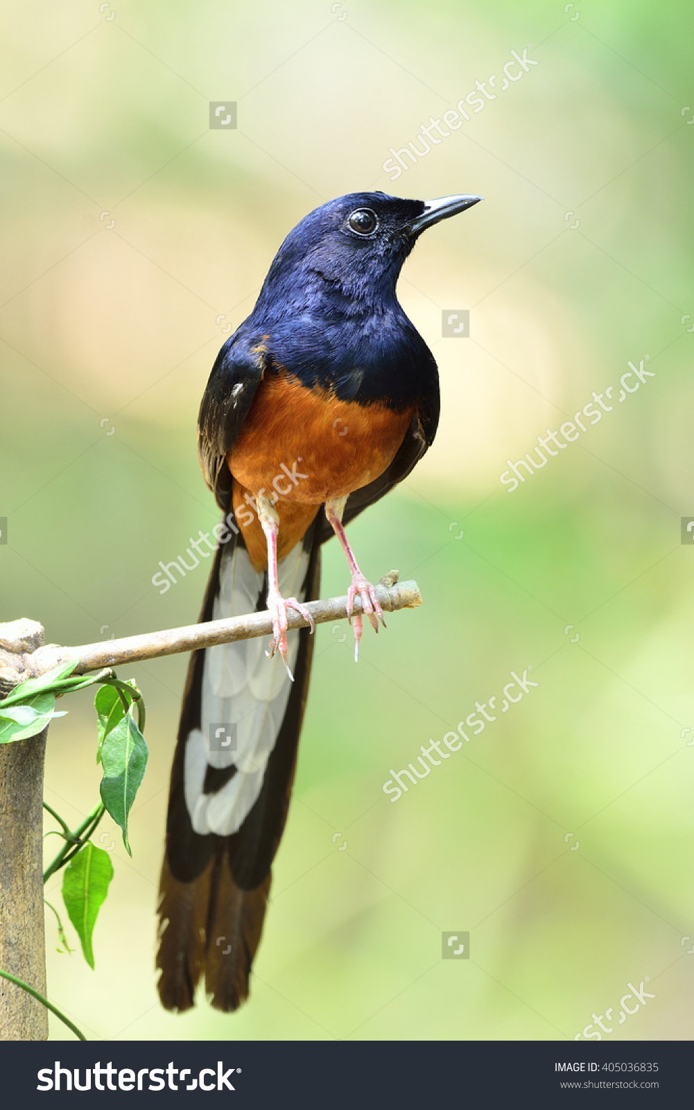 White-rumped Shama clipart #2, Download drawings