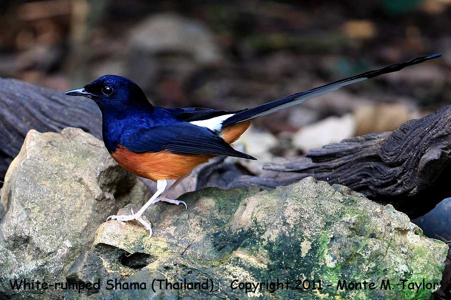 White-rumped Shama clipart #14, Download drawings