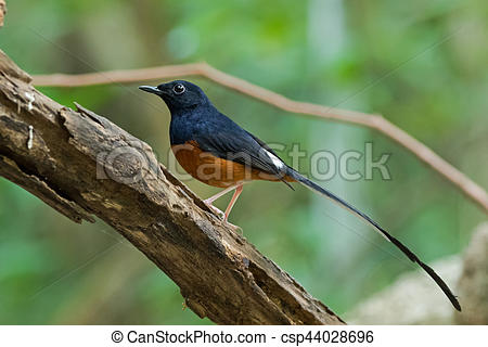 White-rumped Shama clipart #7, Download drawings