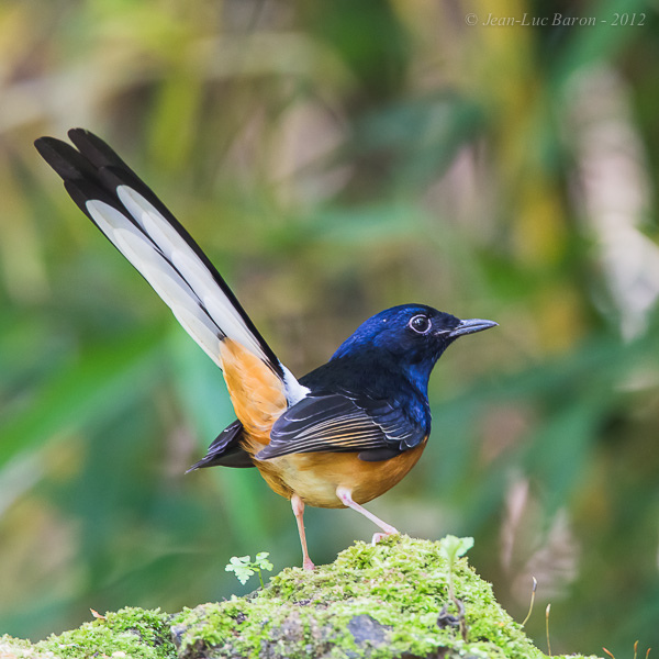 White-rumped Shama coloring #4, Download drawings