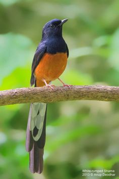 White-rumped Shama coloring #7, Download drawings