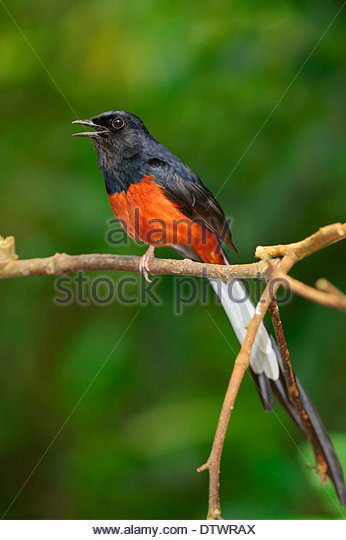 White-rumped Shama coloring #17, Download drawings