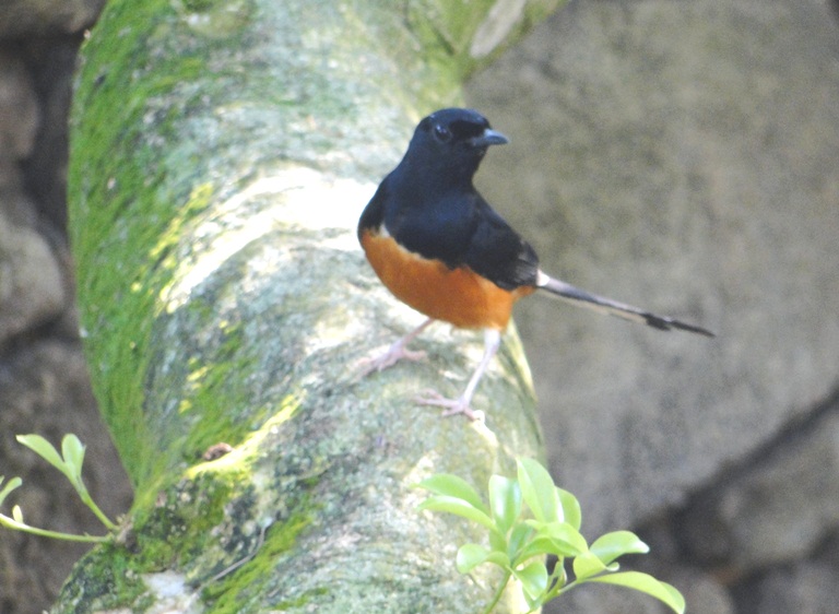 White-rumped Shama coloring #14, Download drawings