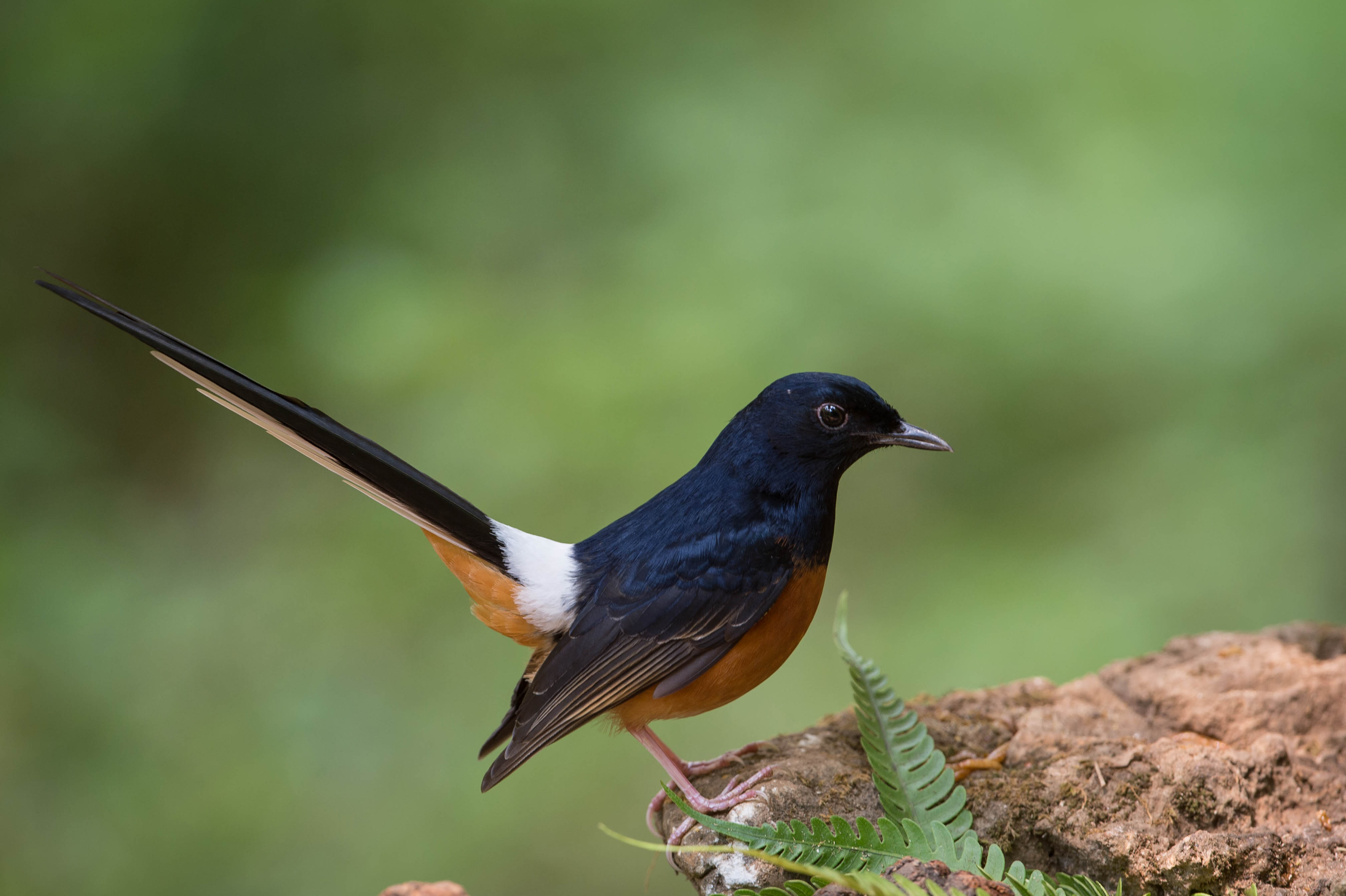White-rumped Shama svg #12, Download drawings