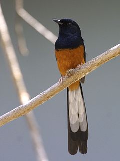 White-rumped Shama svg #15, Download drawings