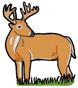 White-tailed Deer clipart #18, Download drawings