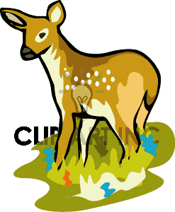 White-tailed Deer clipart #12, Download drawings