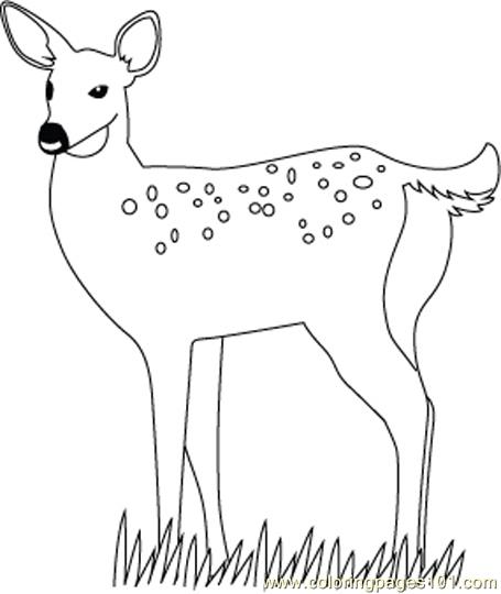 White-tailed Deer coloring #20, Download drawings