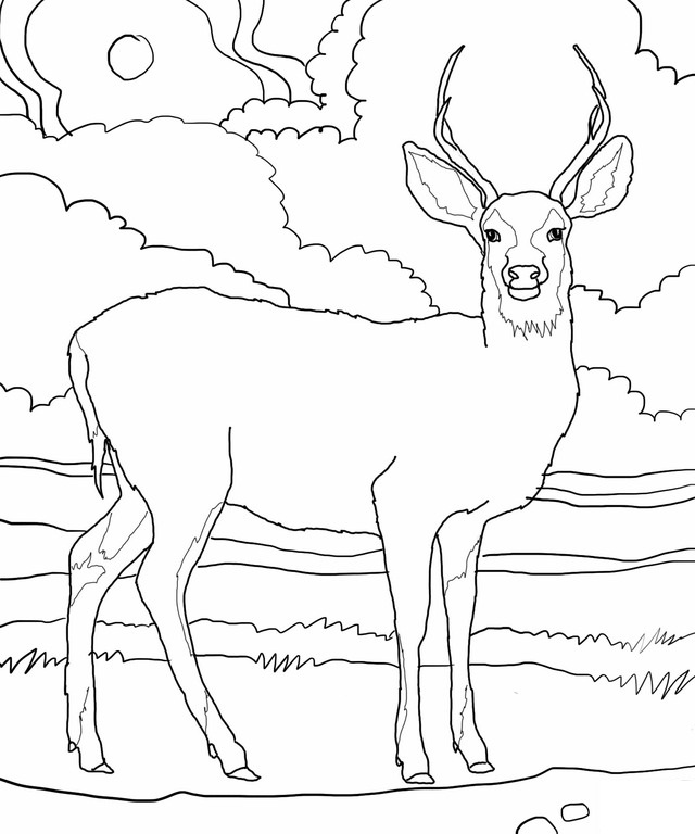 White-tailed Deer coloring #8, Download drawings