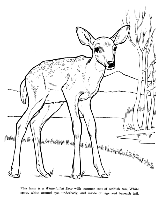 White-tailed Deer coloring #11, Download drawings
