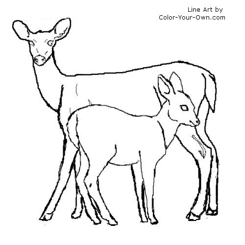 White-tailed Deer coloring #12, Download drawings