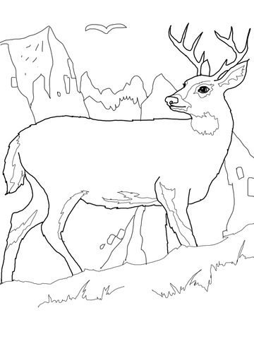 White-tailed Deer coloring #15, Download drawings
