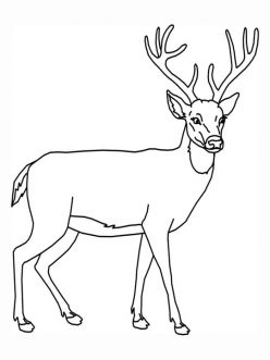 White-tailed Deer coloring #4, Download drawings
