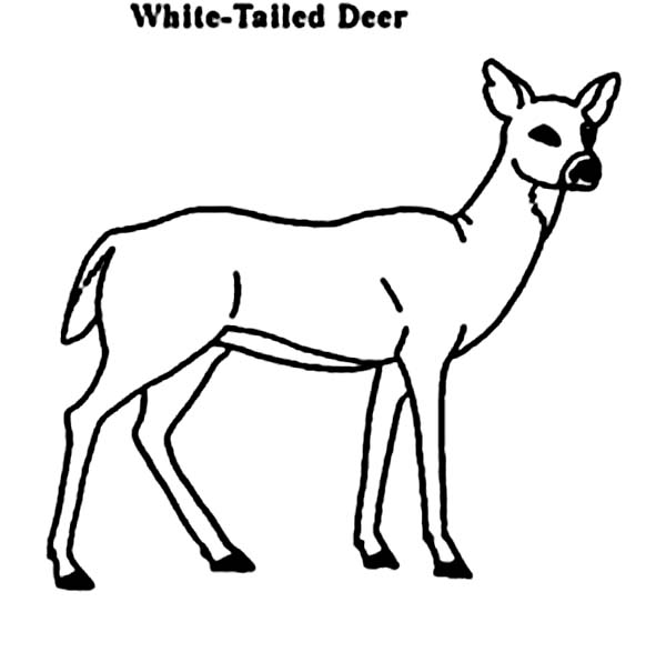 White-tailed Deer coloring #6, Download drawings