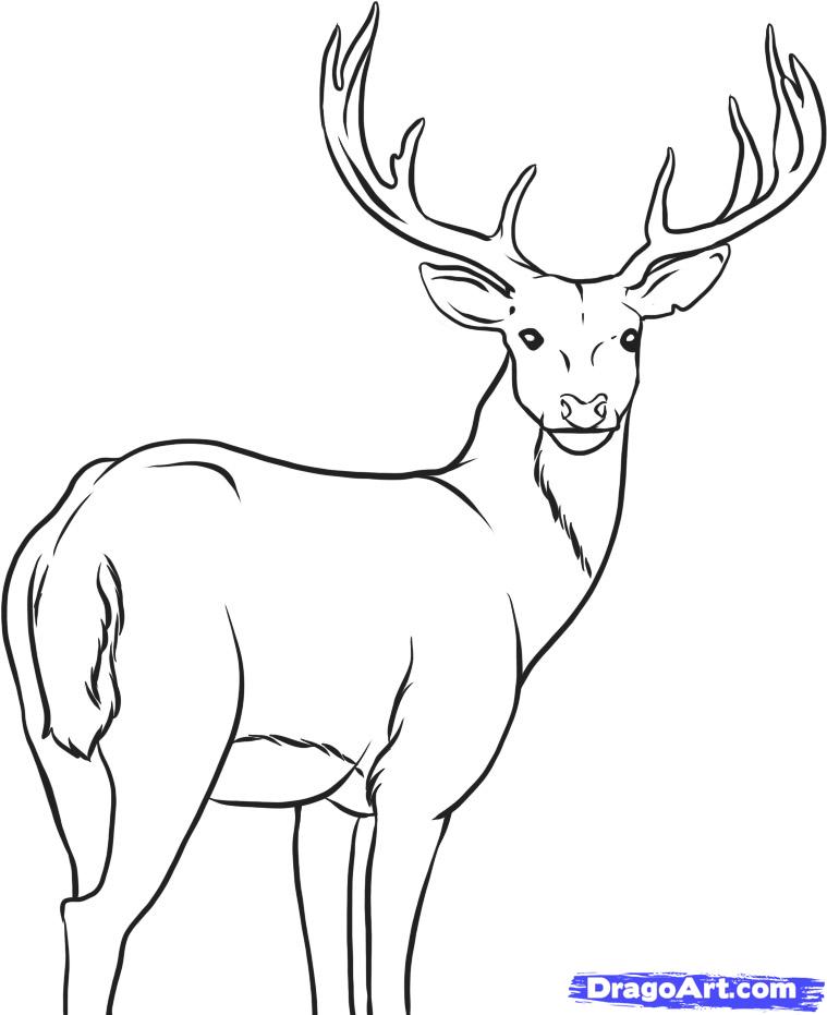 White-tailed Deer coloring #19, Download drawings