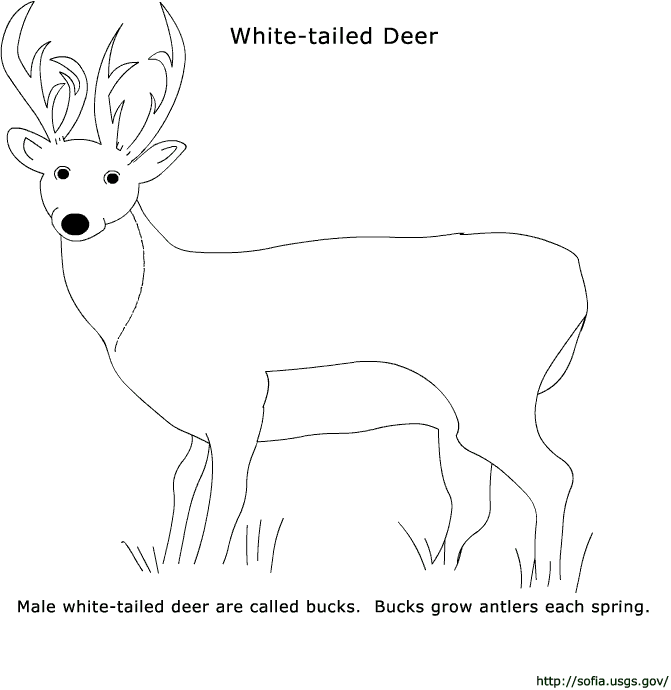 White-tailed Deer coloring #17, Download drawings