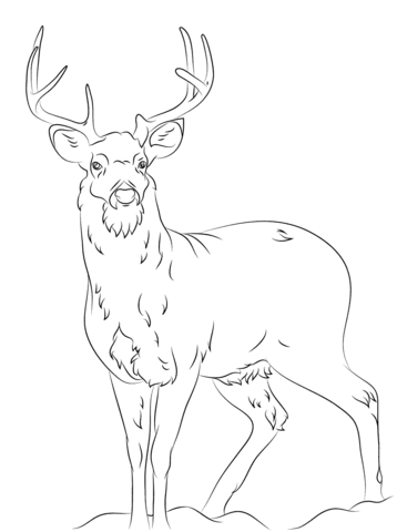 White-tailed Deer coloring #10, Download drawings