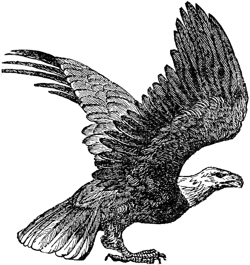 White-tailed Eagle clipart #1, Download drawings