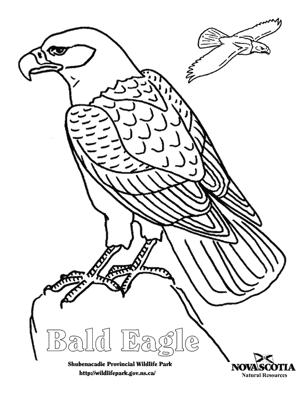 White-tailed Eagle coloring #5, Download drawings