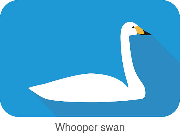 Whooper Swan clipart #16, Download drawings