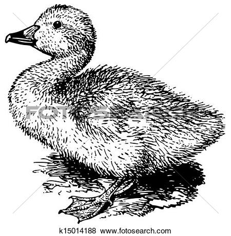 Whooper Swan clipart #12, Download drawings