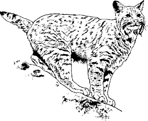 Wildcat coloring #4, Download drawings