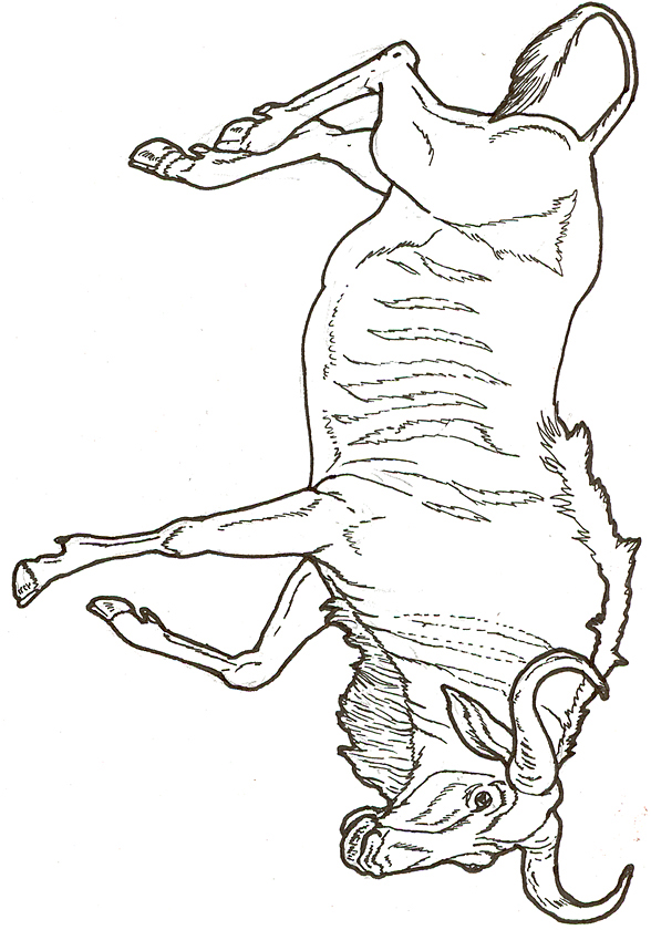 Wildebeest coloring #12, Download drawings