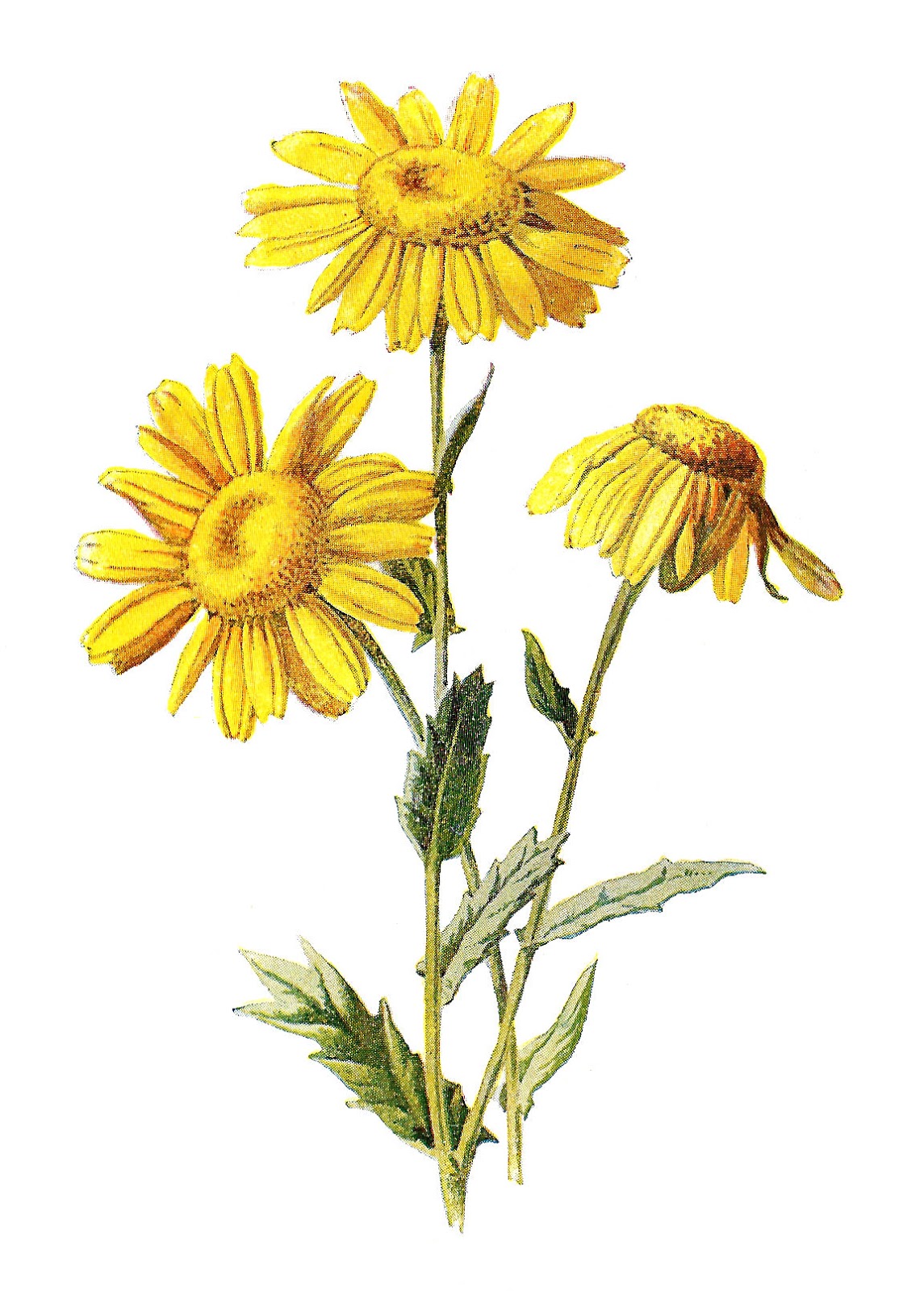 Wildflower clipart #7, Download drawings