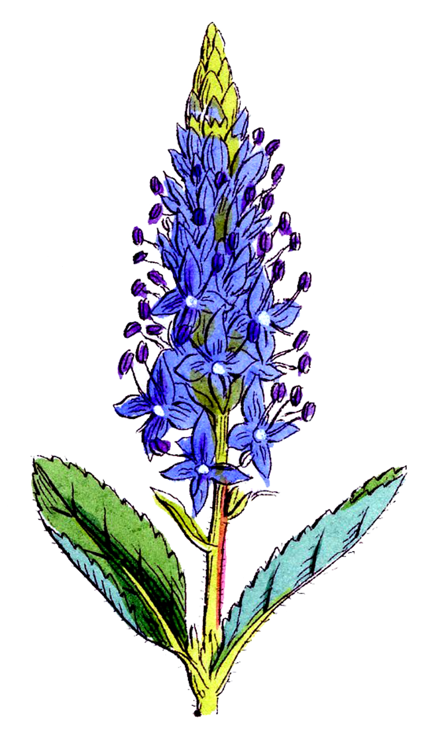 Wildflower clipart #18, Download drawings