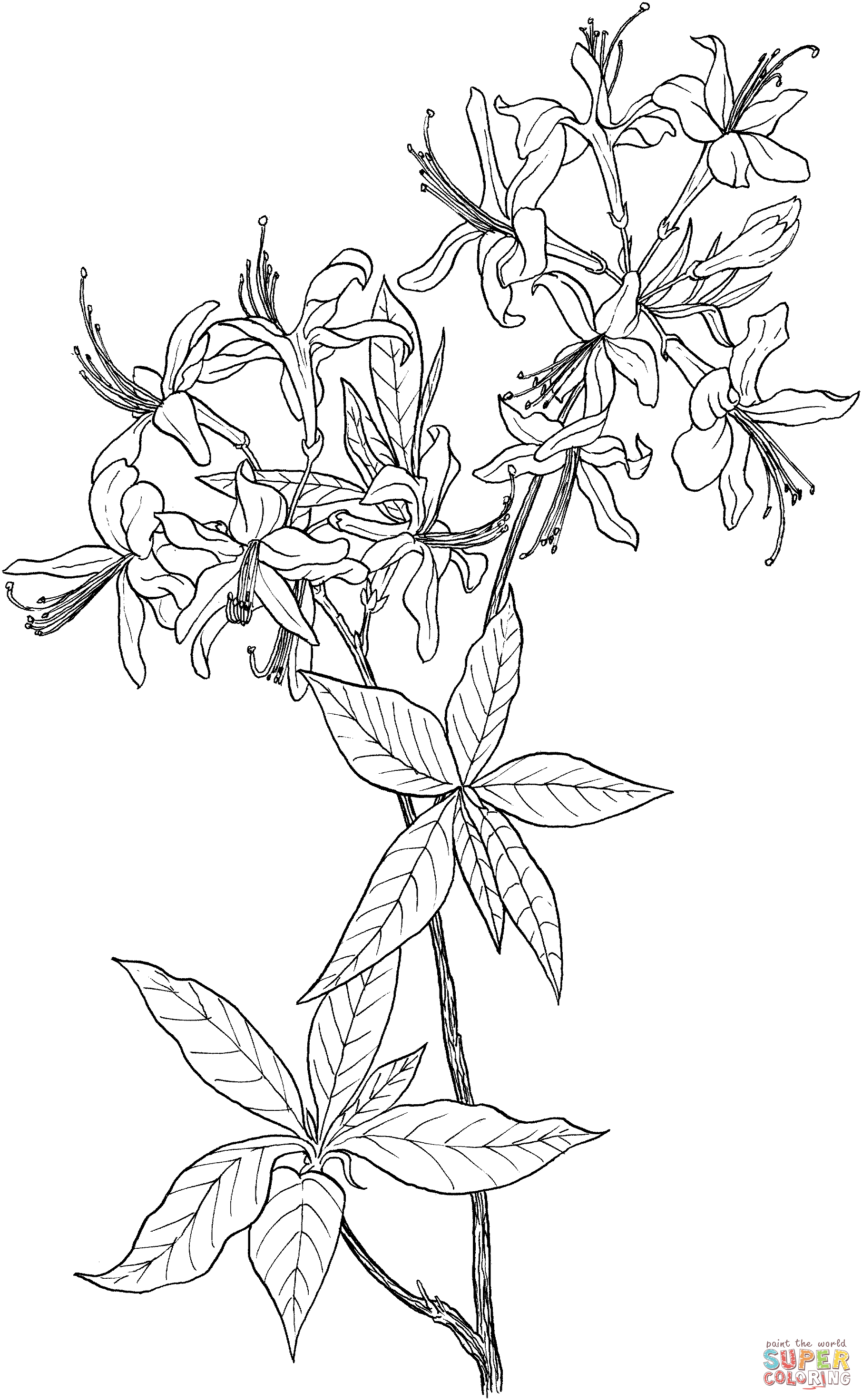 Wildflower coloring #20, Download drawings