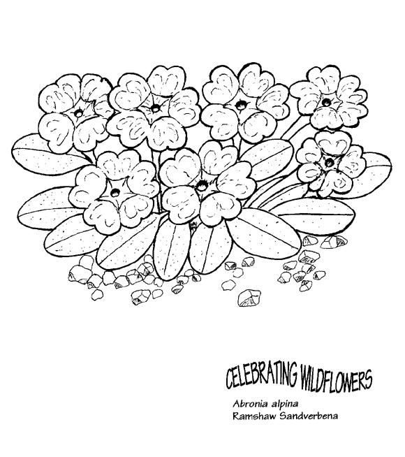 Wildflower coloring #4, Download drawings