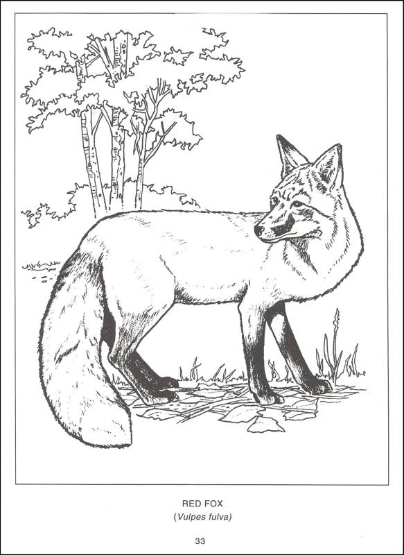 Free Printable Wildlife Coloring Pages Boringpop