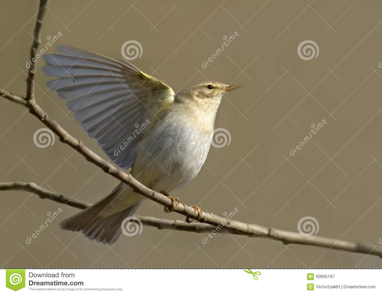 Willow Warbler clipart #9, Download drawings