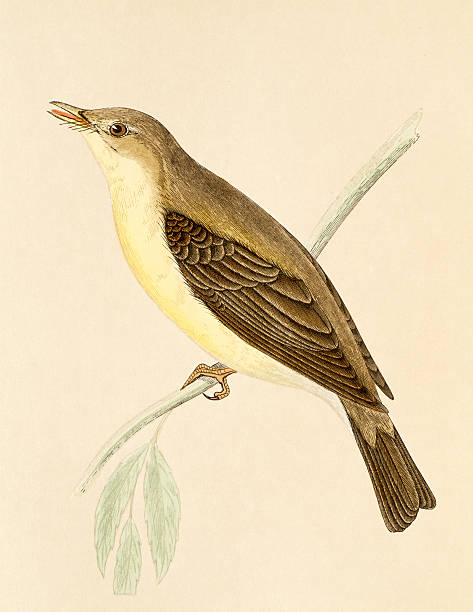 Willow Warbler clipart #3, Download drawings
