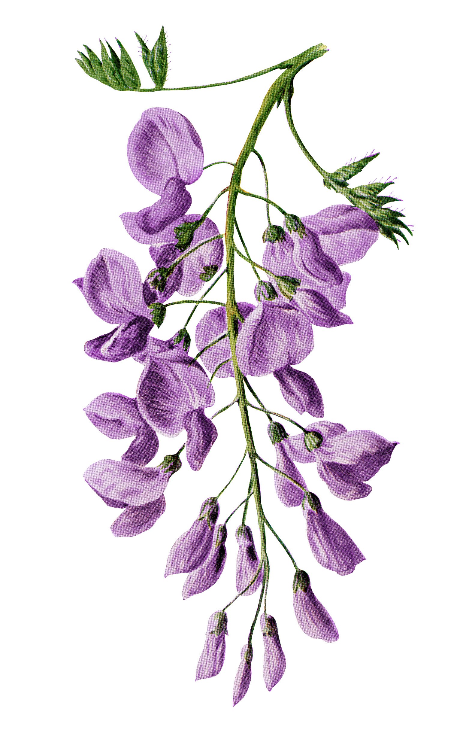 Wisteria clipart #2, Download drawings