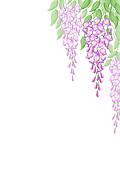 Wisteria clipart #18, Download drawings